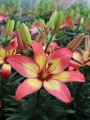 Lily 'Majestic Joy'