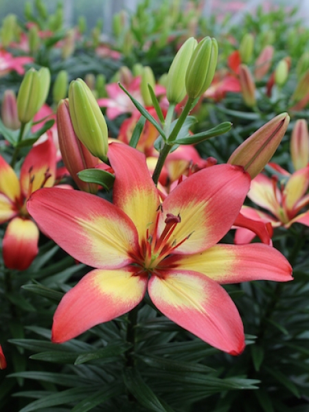Lily 'Majestic Joy'