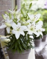 Asiatic Pot Lilies, Sparkling Joy