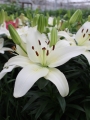 Lily 'Sparkling Joy'