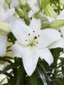 Asiatic Pot Lilies, Sparkling Joy