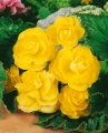 Yellow Begonia