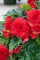 Red Begonia