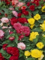 Mixed Double Begonias