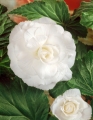White Begonia