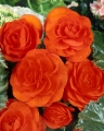 Orange Begonia