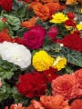 Mixed Double Begonias