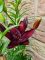 Dark Secret lily