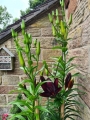 Dark Secret Asiatic Lily in pot