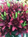 Asiatic Lily Dark Secret