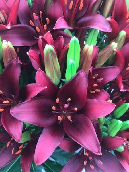 Lily 'Dark Secret'