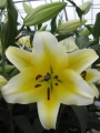 Giant Lily 'Manissa' (Pack of 5 Large Bulbs)