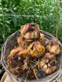 Large lily bulbs