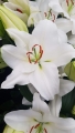 Proposal Oriental Trumpet Lily