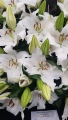 Proposal Oriental Trumpet Lily