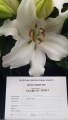 Proposal Oriental Trumpet Lily