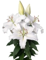 Proposal Oriental Trumpet Lily