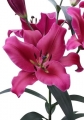 Lilium Largo