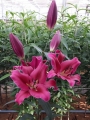Lily 'Largo'