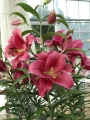 Largo Lily