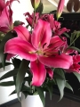Largo OT Lily