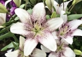 Sweet Zanica Longiflorum Asiatic Lily