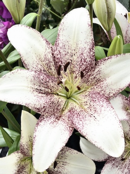 Lily 'Sweet Zanica'