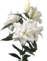 Roselily Dejima