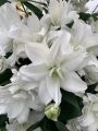 Roselily 'Dejima'
