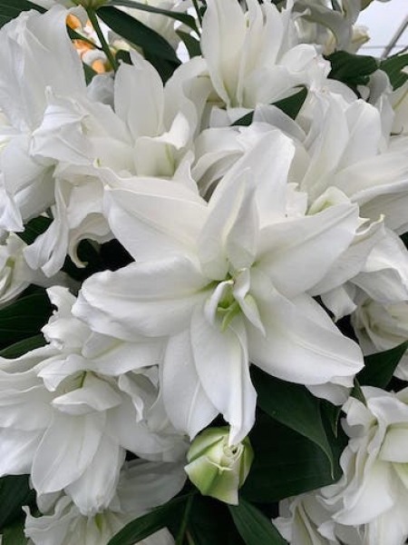 Roselily 'Dejima'