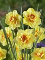 Tahiti Daffodil