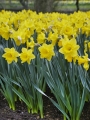 Dutch Master Daffodils