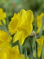 Narcissus 'Dutch Master' 