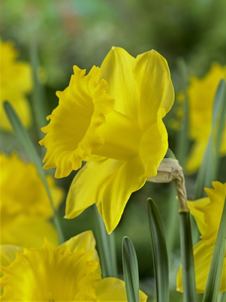 Narcissus 'Dutch Master' 