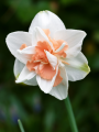 narcissus replete