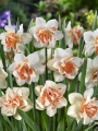 Replete Tulip