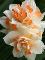 narcissus replete