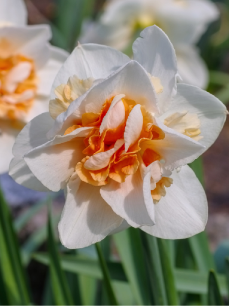 Narcissus 'Replete'