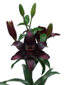 Blackstone Asiatic Lily