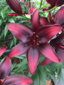 Blackstone Lily
