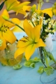 Yellow LA Lily
