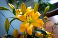 Cavaria Yellow Lily