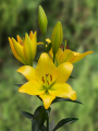 Lily 'Cavalia'