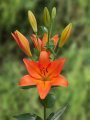 Lily 'Cesare'