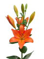 Lilium Cesare