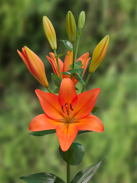 Lily 'Cesare'