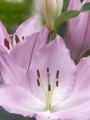 Hilux Oriental Lily