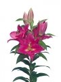 Lily 'Mundana'