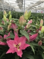 Lilium Mundana