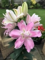 Sabor Lily
